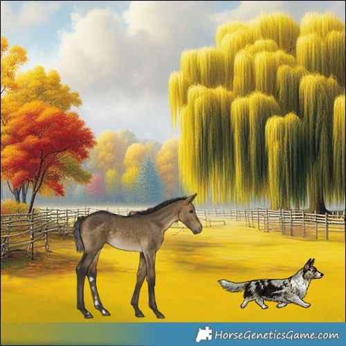 Horse Color:Buckskin Dun Rabicano