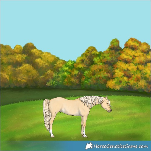 Horse Color:Palomino Dun Rabicano