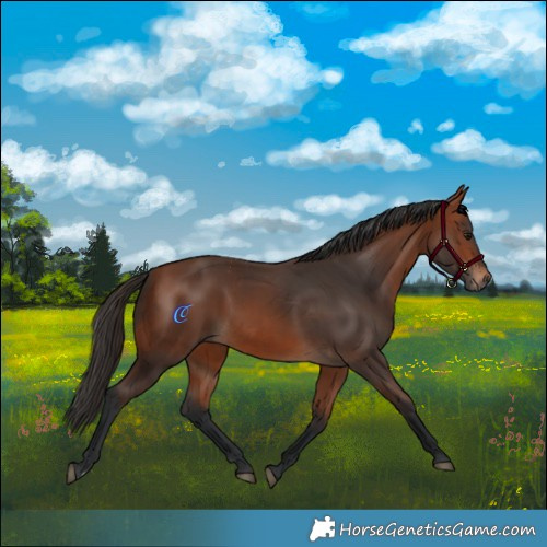 Horse Color:Bay Rabicano  and Bay Rabicano 