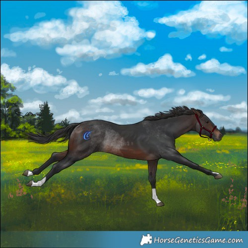 Horse Color:Brown Rabicano  and Brown Rabicano 