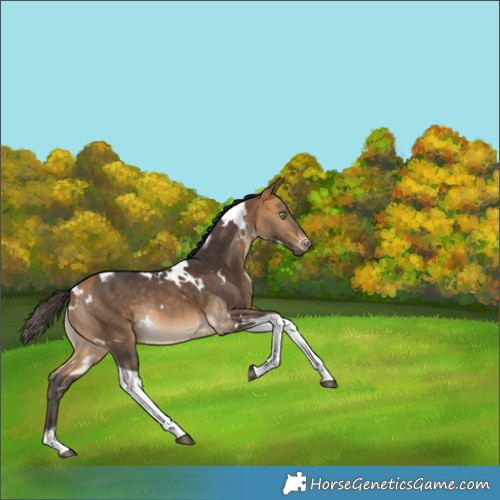 Horse Color:White Spotted Buckskin Tobiano Rabicano