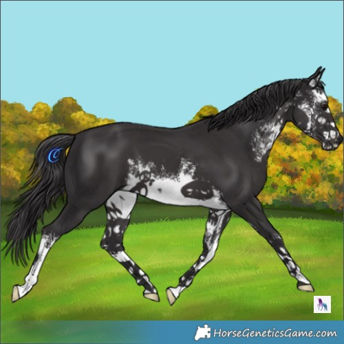 Horse Color:White Spotted Smoky Black 
