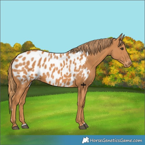 Horse Color:Chestnut Near Leopard 