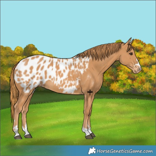 Horse Color:Chestnut Appaloosa 