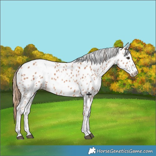 Horse Color:Chestnut Appaloosa 