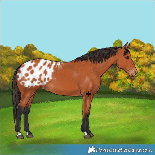 Horse Color:Bay Appaloosa 