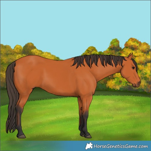 Horse Color:Bay 