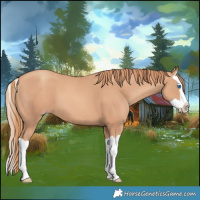 Horse Color:Gold Champagne Splash 
