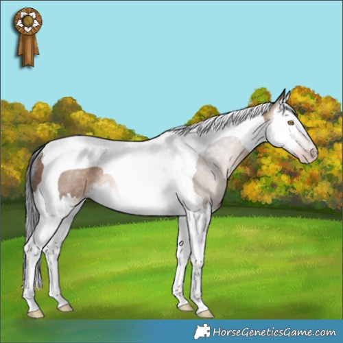 Horse Color:Gray Sable Champagne Splash Tobiano Rabicano 