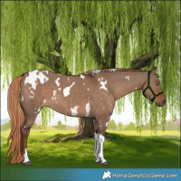 Horse Color:White Spotted Liver Red Dun Tobiano 