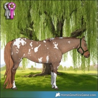 Horse Color:White Spotted Liver Red Dun Tobiano