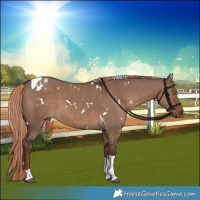 Horse Color:White Spotted Liver Red Dun Tobiano 
