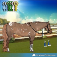 Horse Color:White Spotted Liver Red Dun Tobiano