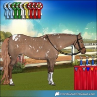 Horse Color:White Spotted Liver Red Dun Tobiano 
