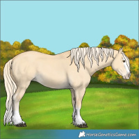 Horse Color:Palomino Dun Splash