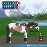 Horse Color:Liver Chestnut Sabino Tobiano Varnish Rabicano