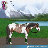 Horse Color:Liver Chestnut Sabino Tobiano Appaloosa Rabicano 