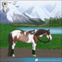 Horse Color:Liver Chestnut Sabino Tobiano Appaloosa Rabicano