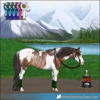 Horse Color:Liver Chestnut Sabino Tobiano Appaloosa Rabicano