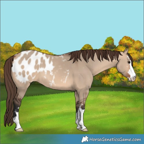 Horse Color:Bay Dun Appaloosa 