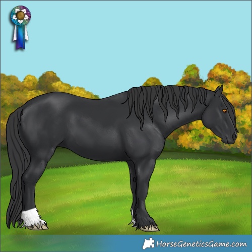 Horse Color:Black 