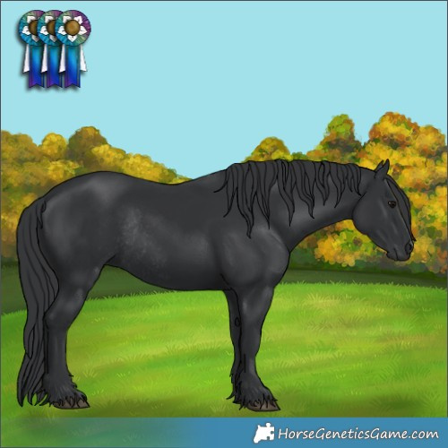 Horse Color:Black Rabicano 