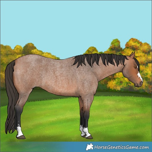 Horse Color:Bay Roan 