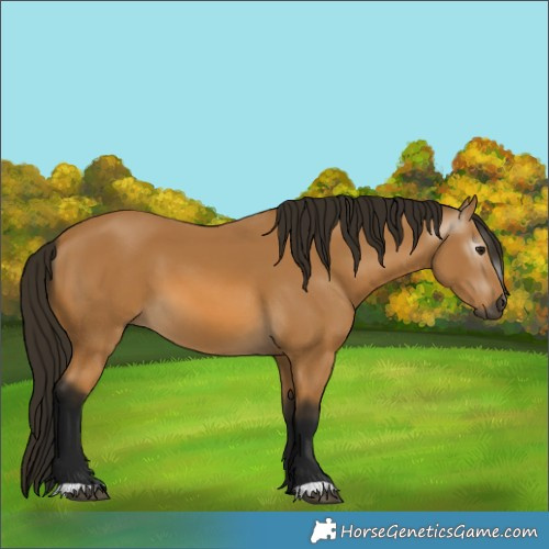 Horse Color:Gray Buckskin 