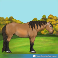 Horse Color:Gray Buckskin