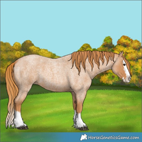 Horse Color:Red Roan Splash 