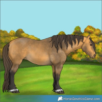 Horse Color:Buckskin