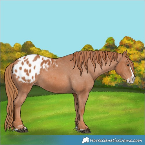 Horse Color:Chestnut Splash Blanket