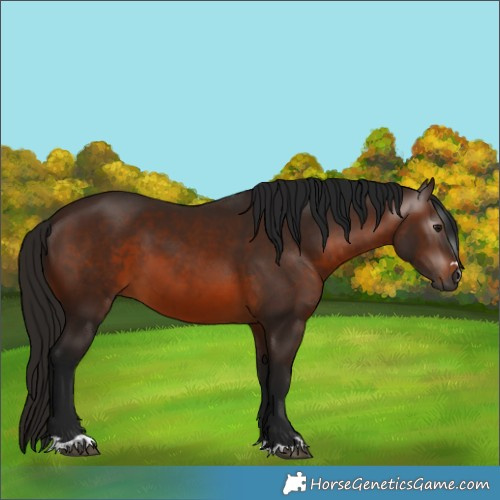 Horse Color:Gray Bay