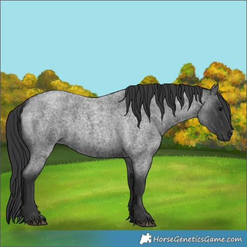 Horse Color:Blue Roan 