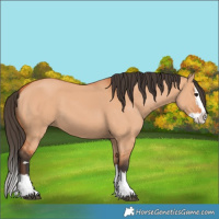 Horse Color:Bay Dun Splash 