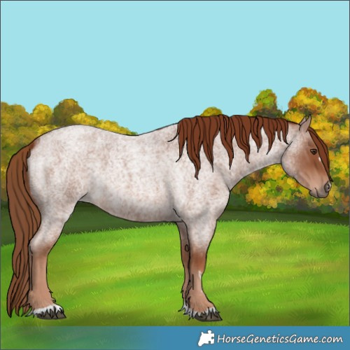 Horse Color:Red Roan 