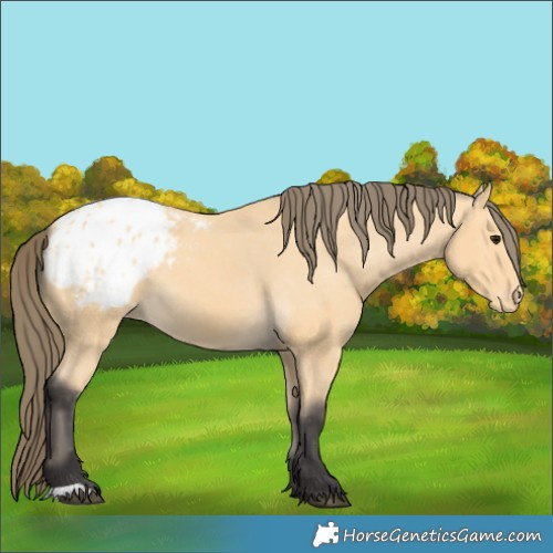 Horse Color:Buckskin Blanket