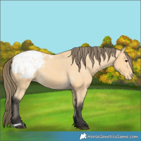 Horse Color:Buckskin Blanket 