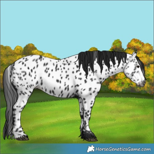 Horse Color:Gray Black Near Leopard