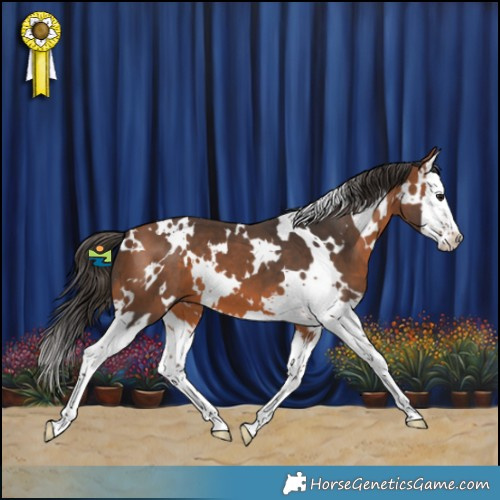 Horse Color:White Spotted Bay Splash 