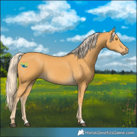 Horse Color:Palomino 