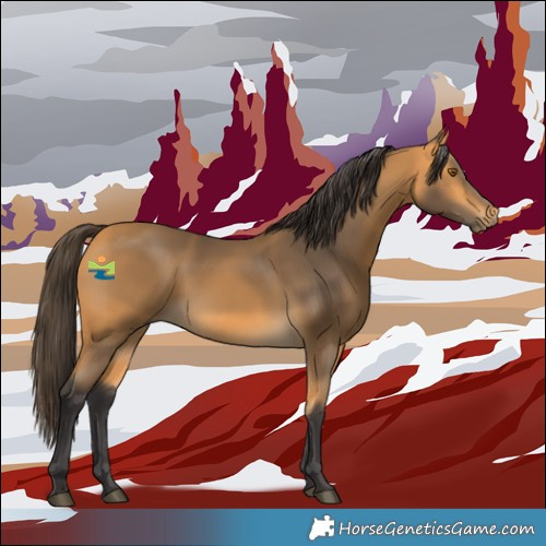 Horse Color:Buckskin 