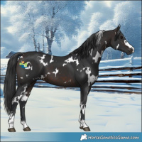 Horse Color:White Spotted Brown 