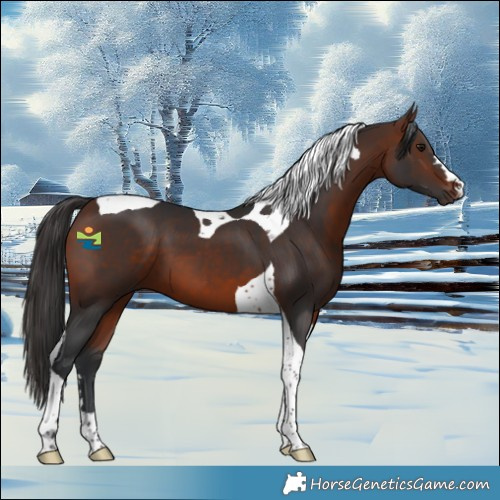 Horse Color:Bay Tobiano 