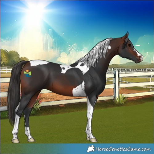Horse Color:Bay Tobiano 