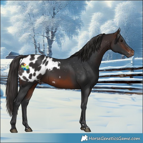 Horse Color:Brown Appaloosa Rabicano