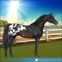 Horse Color:Brown Blanket Rabicano 