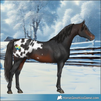 Horse Color:Brown Appaloosa Rabicano 