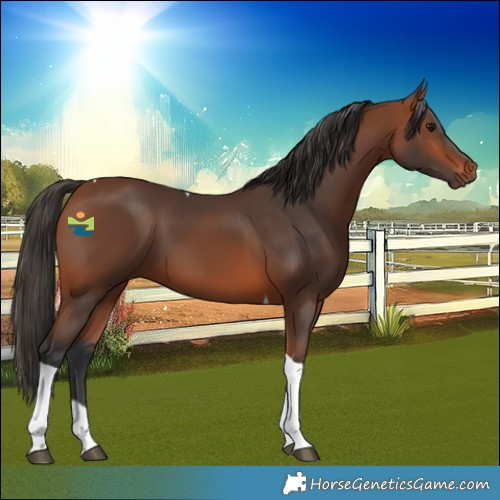 Horse Color:Bay Tobiano 