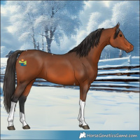 Horse Color:Bay Tobiano 